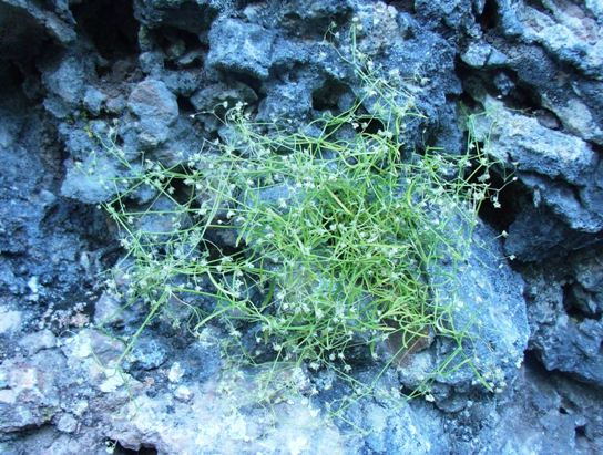 da determinare - Moehringia sp.